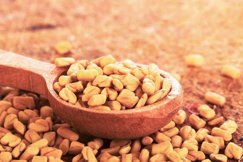 Fenugreek