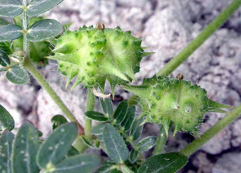 Tribulus Terrestris